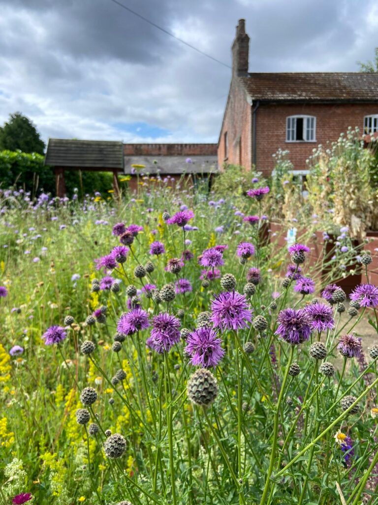 Chantry Walled Garden Spring Plant Fair