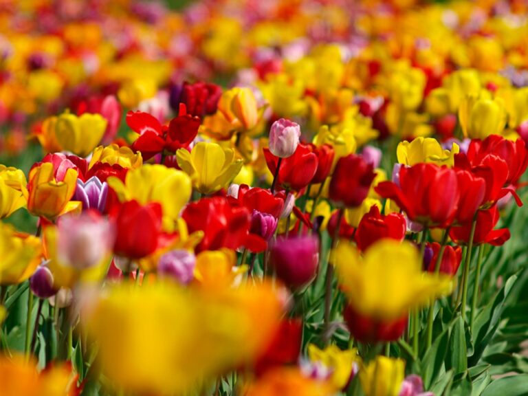 Spring Plant Fair!