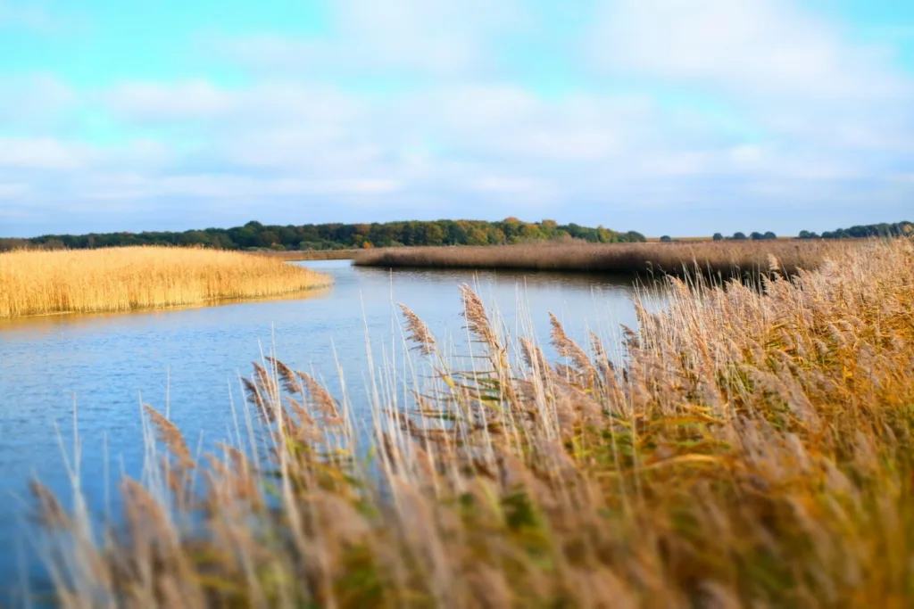 a body of water surrounded by tall grass