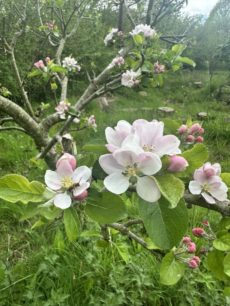 New Ipswich project invites local people and communities to connect with nature
